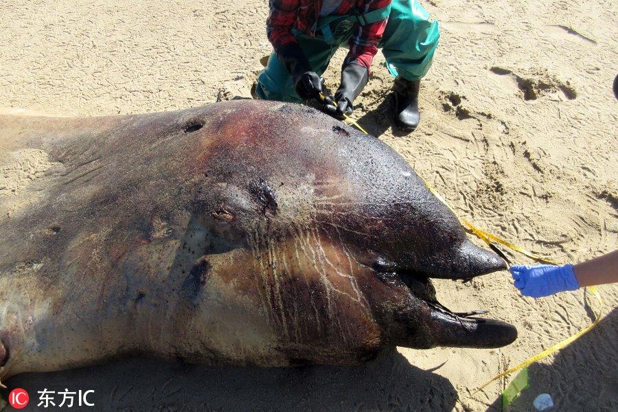 东方生物是一家专注于生物医药领域的公司，其主要业务包括体外诊断试剂和仪器的研发、生产和销售。以下是关于东方生物的一些详细信息