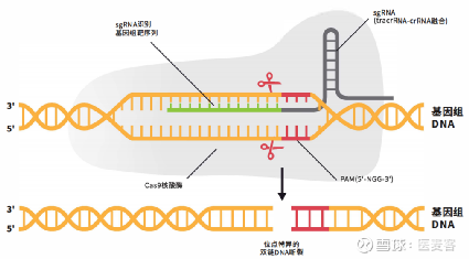 近岸蛋白（Shoreline Protein）是一种特殊的蛋白质，主要存在于海洋生物的细胞膜上，特别是在海洋无脊椎动物中更为常见。这些蛋白质在生物体的生命活动中扮演着重要的角色，特别是在细胞信号传导、免疫应答和细胞黏附等方面。它们通常具有特定的功能，如识别外界信号分子、参与细胞间的通讯等。近岸蛋白的研究对于了解海洋生物的生命活动机制以及探索新的药物和生物材料等方面具有重要意义。