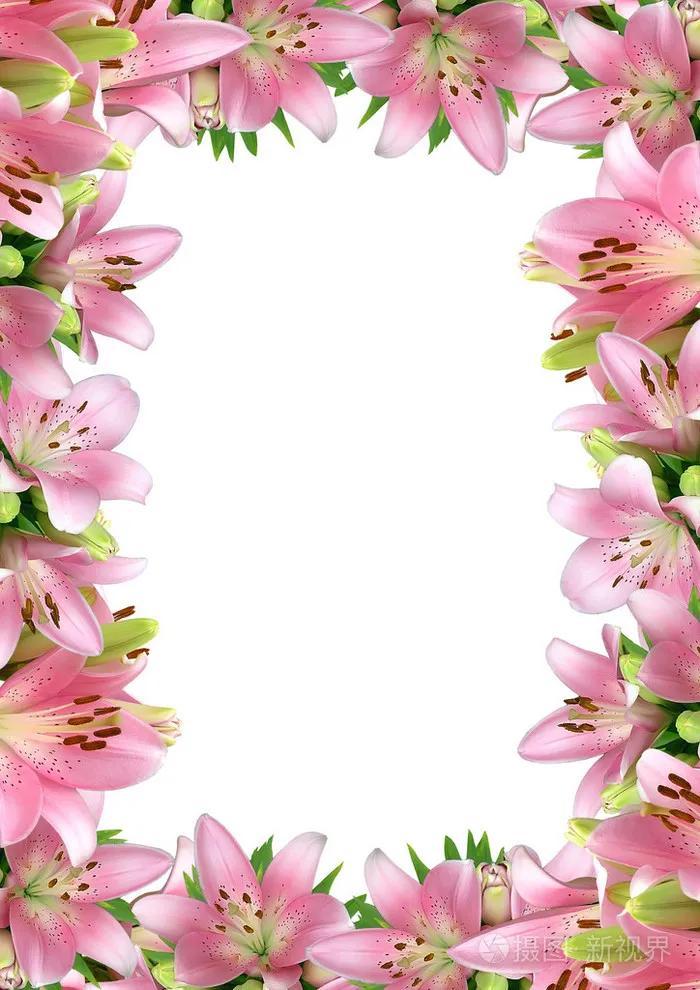 百合花的魅力，品种多样，特点丰富