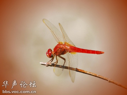 红蜻蜓（Red Dragonfly）是一种颜色鲜艳的蜻蜓种类，通常具有亮丽的红色或橙色外观。它们广泛分布于全球各地的热带和亚热带地区，是许多生态系统中的重要组成部分。红蜻蜓主要以昆虫为食，有助于控制害虫数量，维护生态平衡。此外，红蜻蜓也是观赏和研究的热门对象，因其鲜艳的外观和独特的飞行方式而备受人们喜爱。