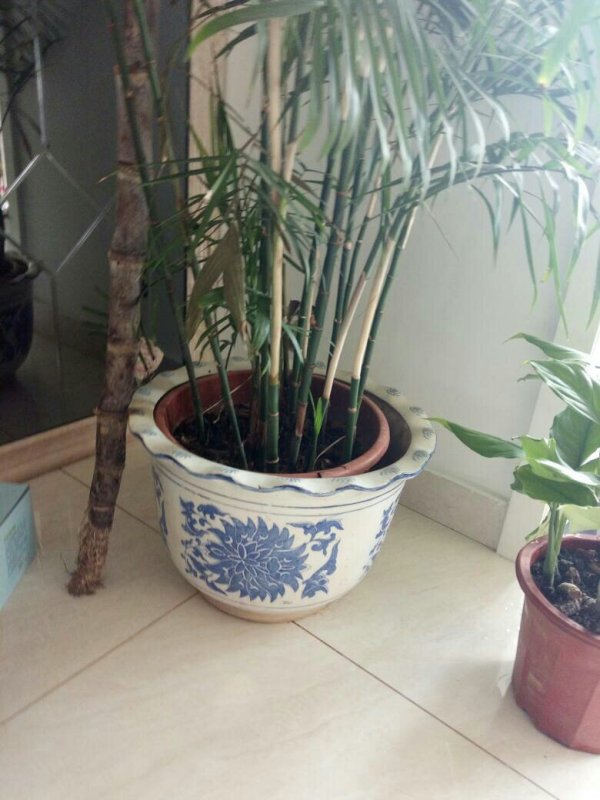 粤万年青（学名，粤万年青植物）是一种常绿植物，属于天南星科的一种多年生草本植物。它原产于热带亚洲地区，在中国广东、福建等南方地区广泛分布。粤万年青的形态特征为具有肉质的根和茎，叶片呈椭圆形或心形，叶色鲜绿，具有美丽的光泽。该植物喜欢温暖、湿润的环境，适应性强，生长迅速，易于养护。