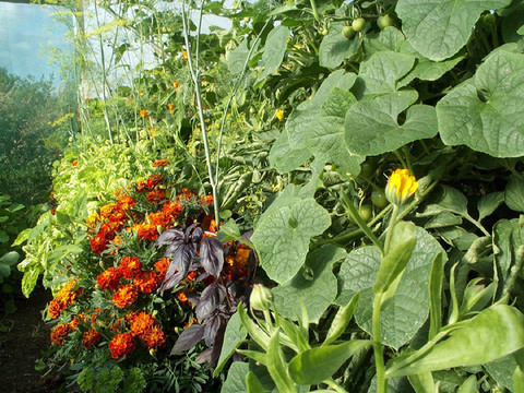 花园中的生物多样性丰富，昆虫、鸟类与植物共生共荣的奇妙世界