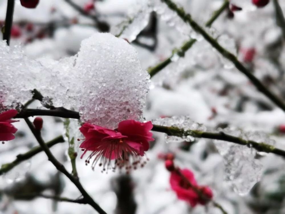 雪发释义，形容白发如雪的美丽与纯洁氛围的词语介绍