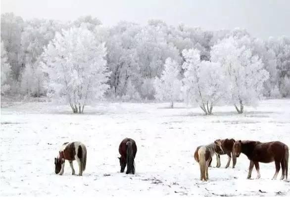 雪发是一个汉语词语，通常用来形容白发。这个词语的字面意思是像雪一样的头发，通常用来形容老年人的白发。在一些诗歌、歌曲或文学作品中，也可能用来形容年轻人的头发颜色浅淡，或者形容某种纯洁、清新的氛围。