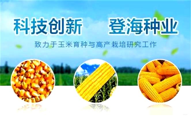 登海种业，专注玉米种子繁育与推广，满足国内外市场需求，赢得农户信赖与赞誉