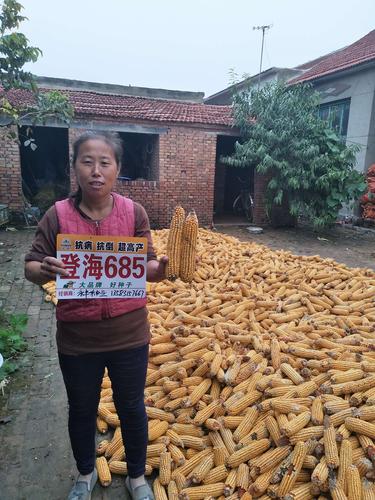 登海种业是一家以玉米种子繁育、推广和销售为主的大型农业企业，其主要业务包括种子生产、加工、销售和技术服务等方面。该公司致力于研发和推广适应不同生态环境的优质玉米种子，以满足国内外市场的需求。登海种业的产品在市场上具有较高的知名度和美誉度，其种子品质优良、适应性强、产量高等特点受到广大农户的认可和信赖。