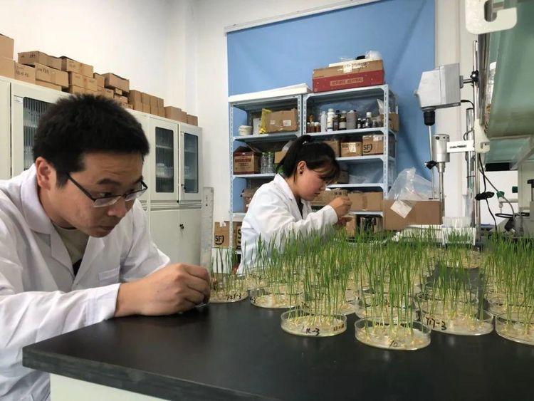 新洋丰是一家主要从事复合肥和新型肥料的研发、生产和销售的企业，成立于上世纪八十年代。以下是关于新洋丰的详细介绍
